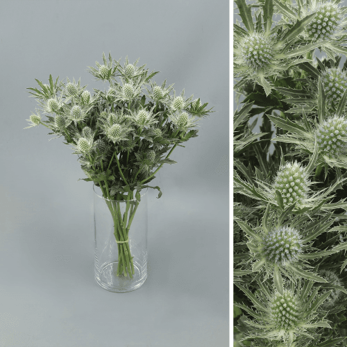 · Eryngium Sirius, Blanco