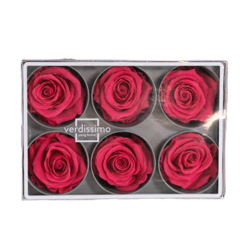 Rosa Fucsia Cabeza, Fucsia, 6 tallos, 5cm