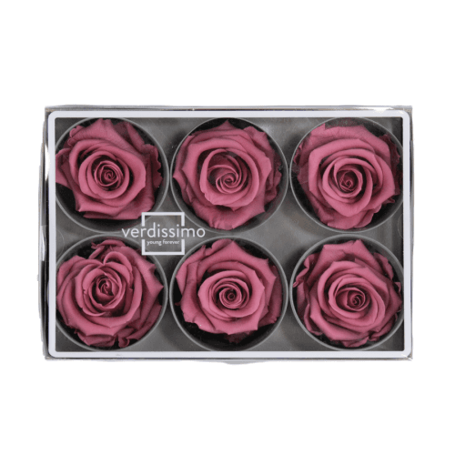 Rosa Cherry Blossom Cabeza, Cereza, 6 tallos, 5cm