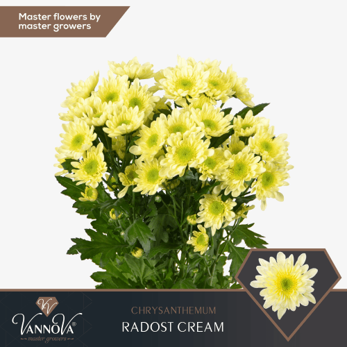 Bouquet de 10 Chrysanthèmes Crème Radost, Fleur fraîche de 70 cm de long, 10 tiges