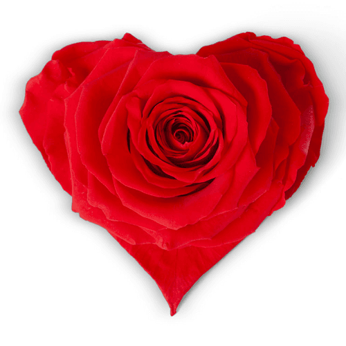 Rosa Corazón Rojo, Preservado, 1 tallos, 6cm