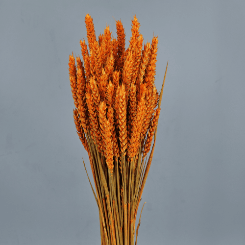 Trigo Naranja 200 gr, Naranja, 80cm