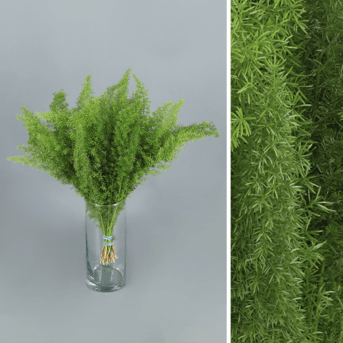 Asparagus Densiflorus Myers, Verde
