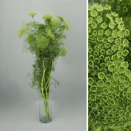 Ammi Majus Extra, Blanco Verdoso, 90cm