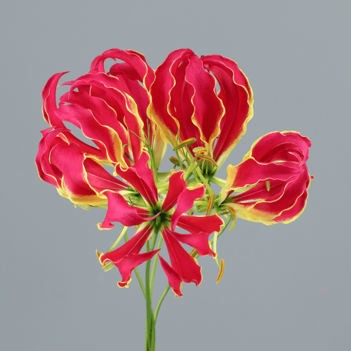 Gloriosa Rothschild