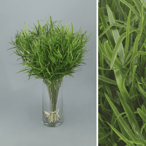 Asparagus Falcatus, Verde