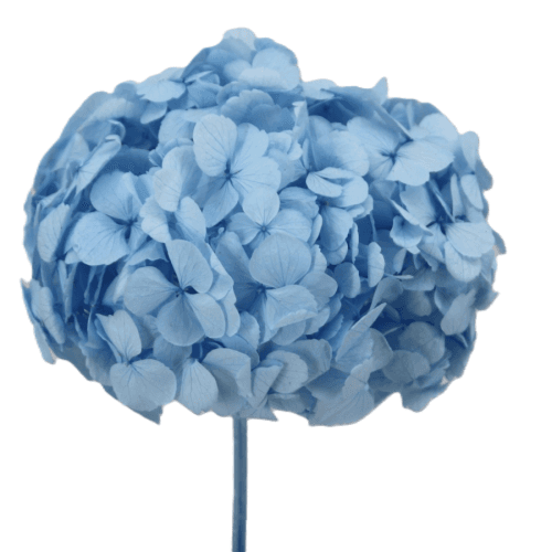 Hydrangea Celeste, Celeste, 1 tallos