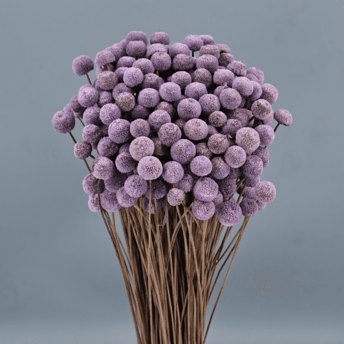 Botao Lavanda, Lavanda, 45cm