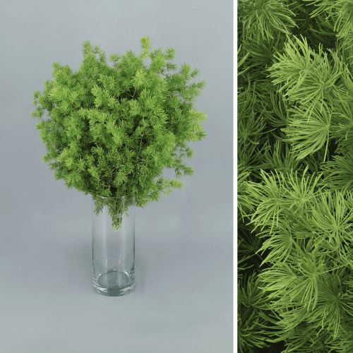 Asparagus umbellatus Miroclaudio, Folhagem de 65 cm de comprimento, em molho
