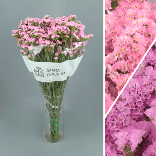 Statice Rosa, Rosa, 1 tallos, 70cm