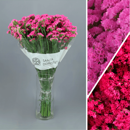 Statice Fucsia, Fucsia, 1 tallos, 70cm