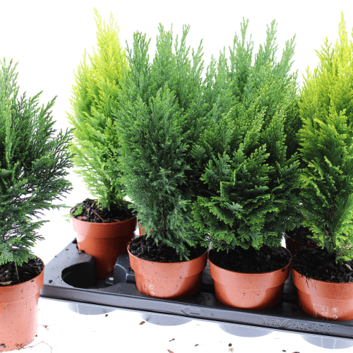 Conifera Mix, Verde, 1 tallos, 50cm