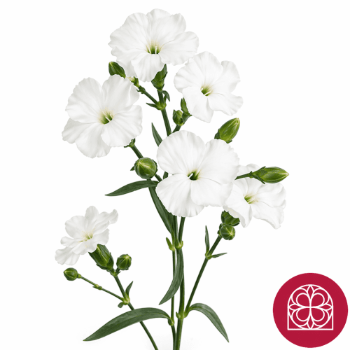 Clavel Solomio Ard Select, Blanco, 1 tallos, 70cm