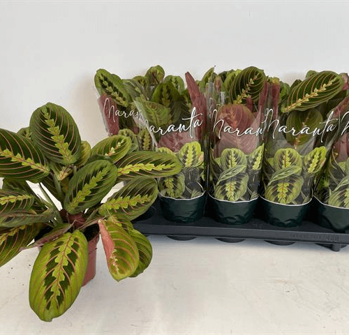 Maranta Fascinator, Rojo/Verde, 1 tallos, 30cm