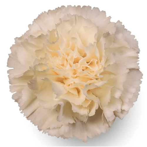 Clavel Cream Fancy