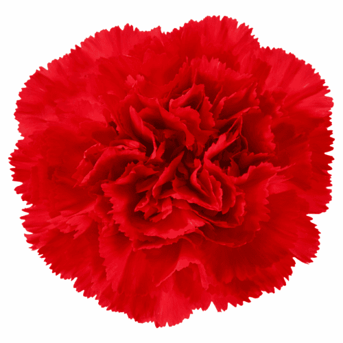 Clavel Red Select, Rojo, 1 tallos, 70cm