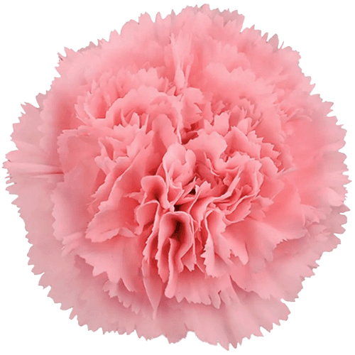 Clavel Pink Fancy, Rosa, 1 tallos, 60cm
