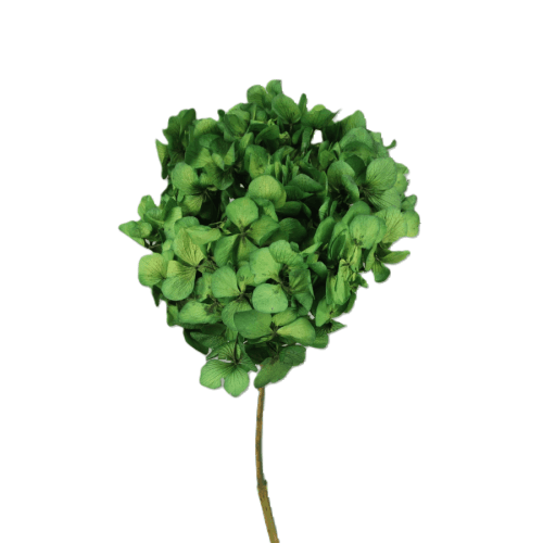 Hydrangea Verde, Verde