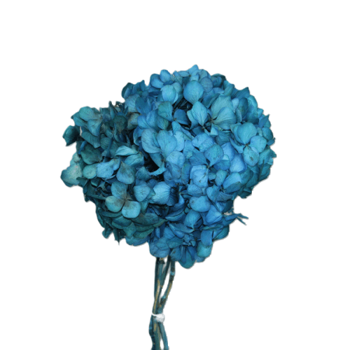 Hortensia préservée bleue, Fleur stabilisée de 18-25 cm de long