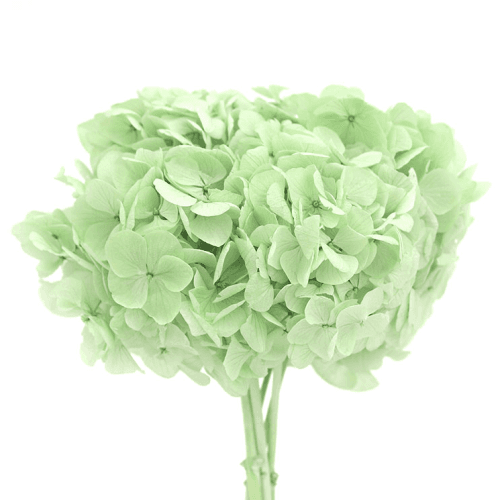 Hydrangea Verde claro, Verde Claro
