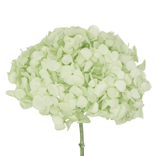 Hortensia préservée vert clair, Fleur stabilisée de 16-20 cm de long