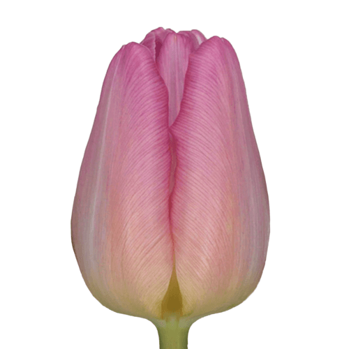 Tulipan Sugar Prince, Lavanda, 1 tallos, 32cm