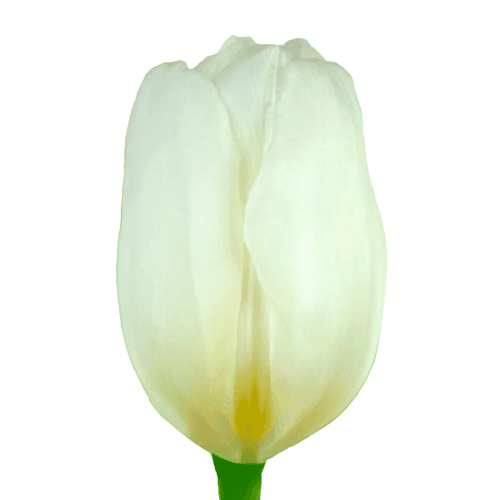 Tulipan White Prince, Blanco, 1 tallos, 36cm