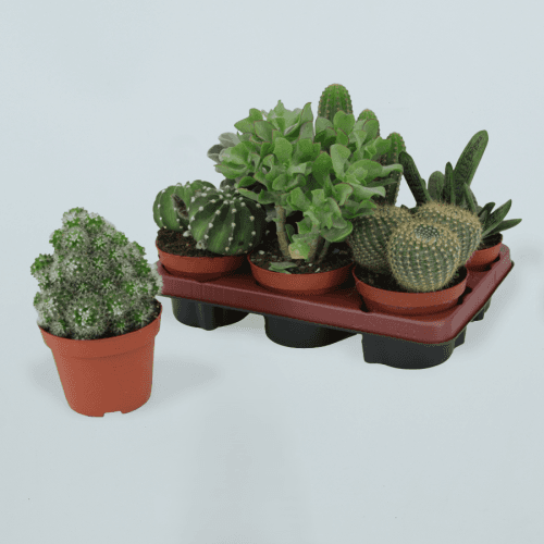 Cactus Mix 13, Mixto, 1 tallos, 30cm