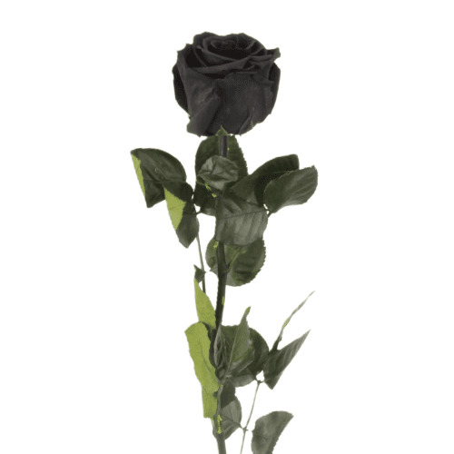 Rosa Negro Tallo, Negro, 1 tallos, 50cm