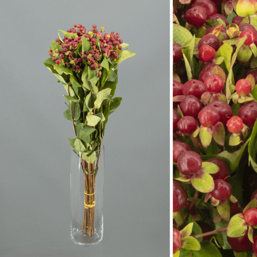 Hypericum Magical Cherry