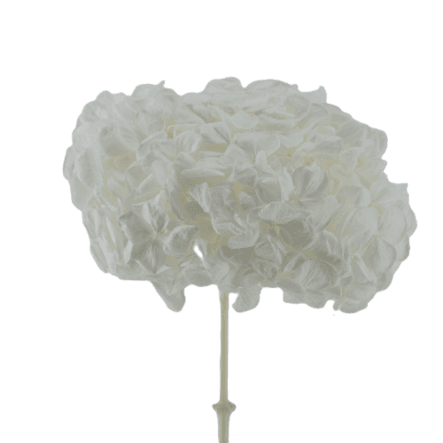 Hydrangea Blanco, Blanco