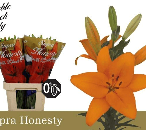 Lilium asiático Honesty naranja, Flor fresca de 90 cm de largo