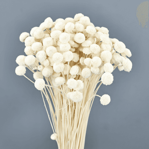 Botao Blanco, Blanco, 45cm