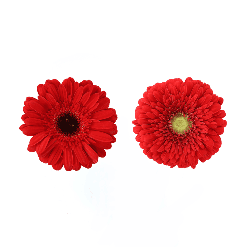 Gerbera Grande Placa Roja, Rojo, 1 tallos, 50cm