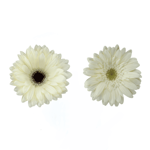 Gerbera Grande Placa Blanca, Blanco, 1 tallos, 50cm