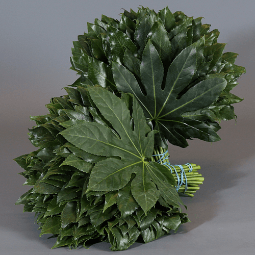 Aralia 60, Verde