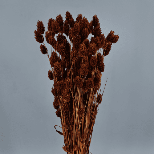 Phalaris Marrón Oscuro 150 g, Marrón Oscuro, 80cm
