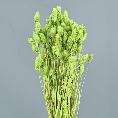 Phalaris seca verde pistache