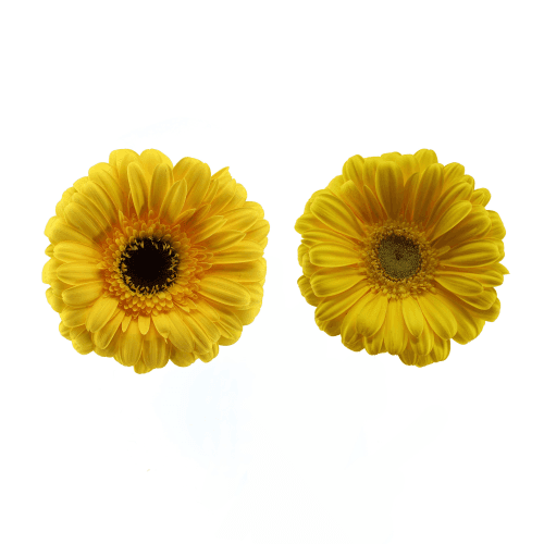 Gerbera Grande Placa Amarilla