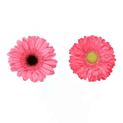 Gerbera Grande Placa Rosa, Rosa, 1 tallos, 50cm