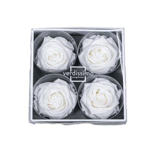Rosa Blanco Cabeza, Blanco, 4 tallos, 5cm