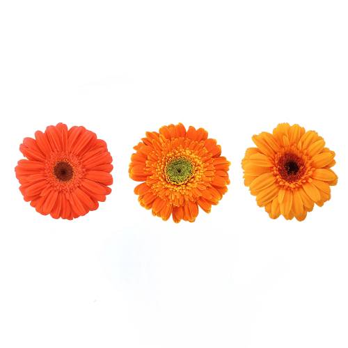 Gerbera Grande Placa Naranja, Naranja, 1 tallos, 50cm