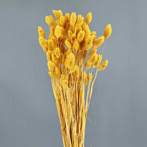 Phalaris Amarillo 150 g, Amarillo, 80cm