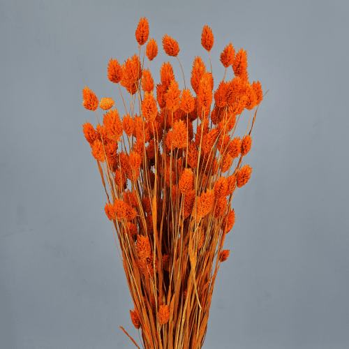 Phalaris Laranja