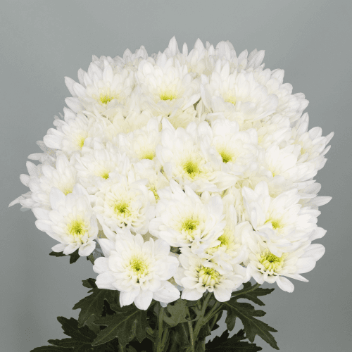 Crisantemo Bonita, Blanco, 1 tallos, 70cm