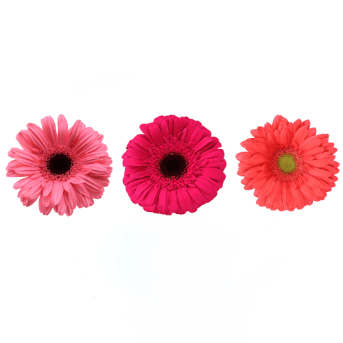 Gerbera Grande Placa Fucsia, Fucsia, 1 tallos, 50cm