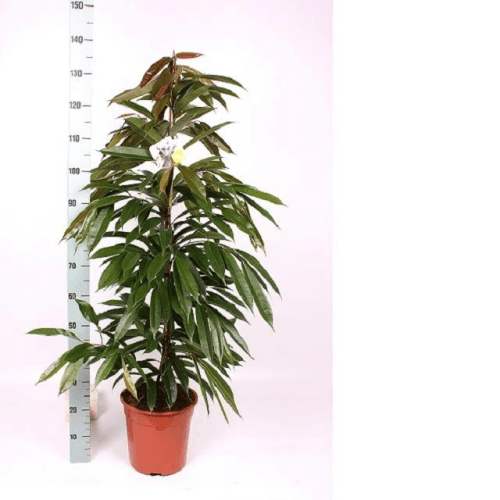Ficus Bin Amstel King 3T, Verde, 1 tallos, 135cm
