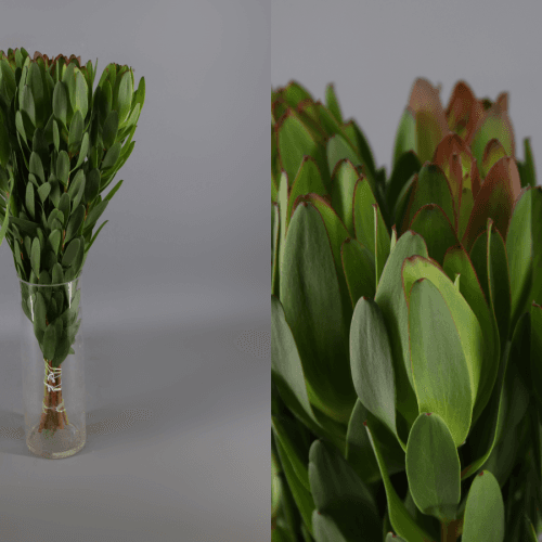 Leucodendron Safari Goldstrike, Verde/Amarillo, 1 tallos, 40cm