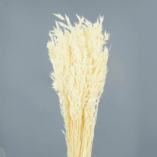 Avena Sativa 200 gr, Blanco, 80cm