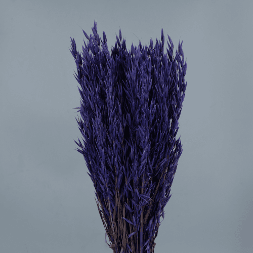 Avena Sativa 200 gr, Morado, 80cm